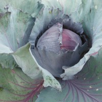 red cabbage