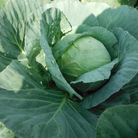 green cabbage