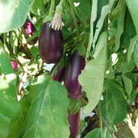 eggplant