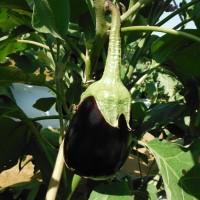 eggplant