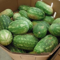 watermelons