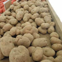 white potatoes